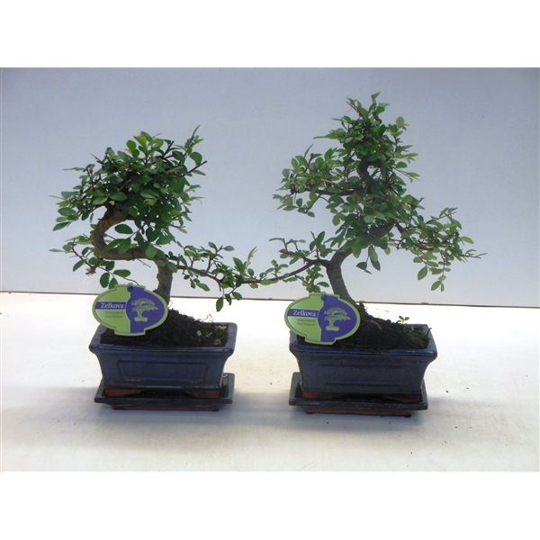 Горшечные цветы и растения оптом Bonsai Zelkova Parvifolia S-shape With Drip Tray от 10шт из Голландии с доставкой по России