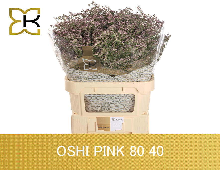 Срезанные цветы оптом Limonium safora oshi pink от 50шт. из Голландии с доставкой по России