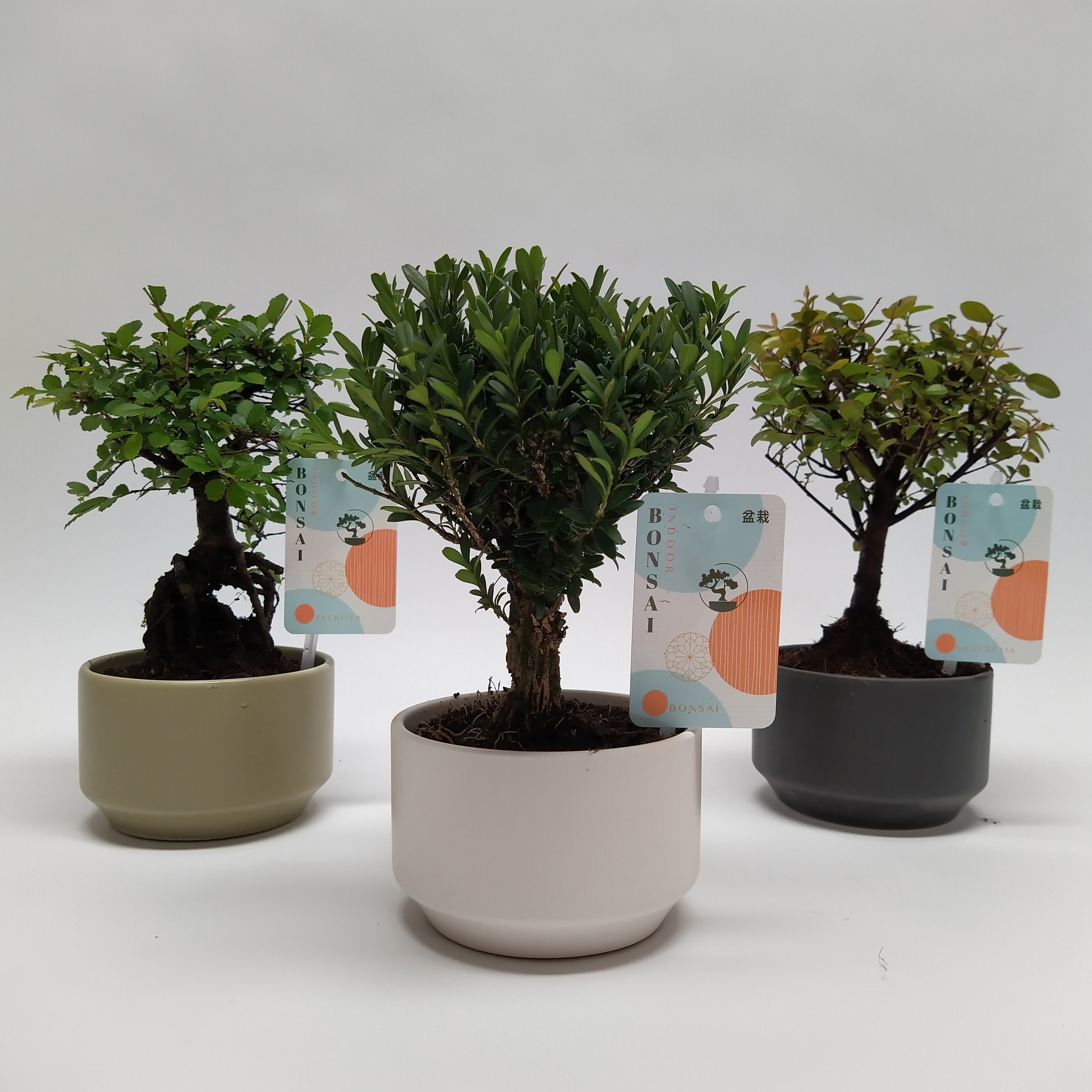 Горшечные цветы и растения оптом Bonsai Mix In Pure Ceramic от 14шт из Голландии с доставкой по России