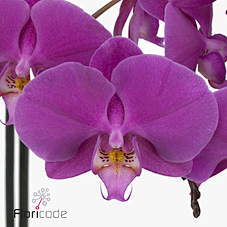 Срезанные цветы оптом Phalaenopsis buffalo (per flower) от 50шт из Голландии с доставкой по России