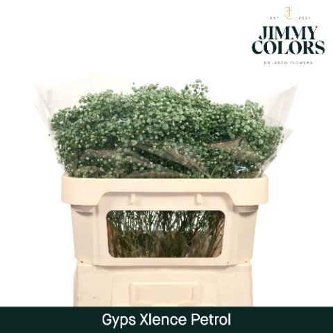 Срезанные цветы оптом Gyps large paint petrol от 25шт из Голландии с доставкой по России