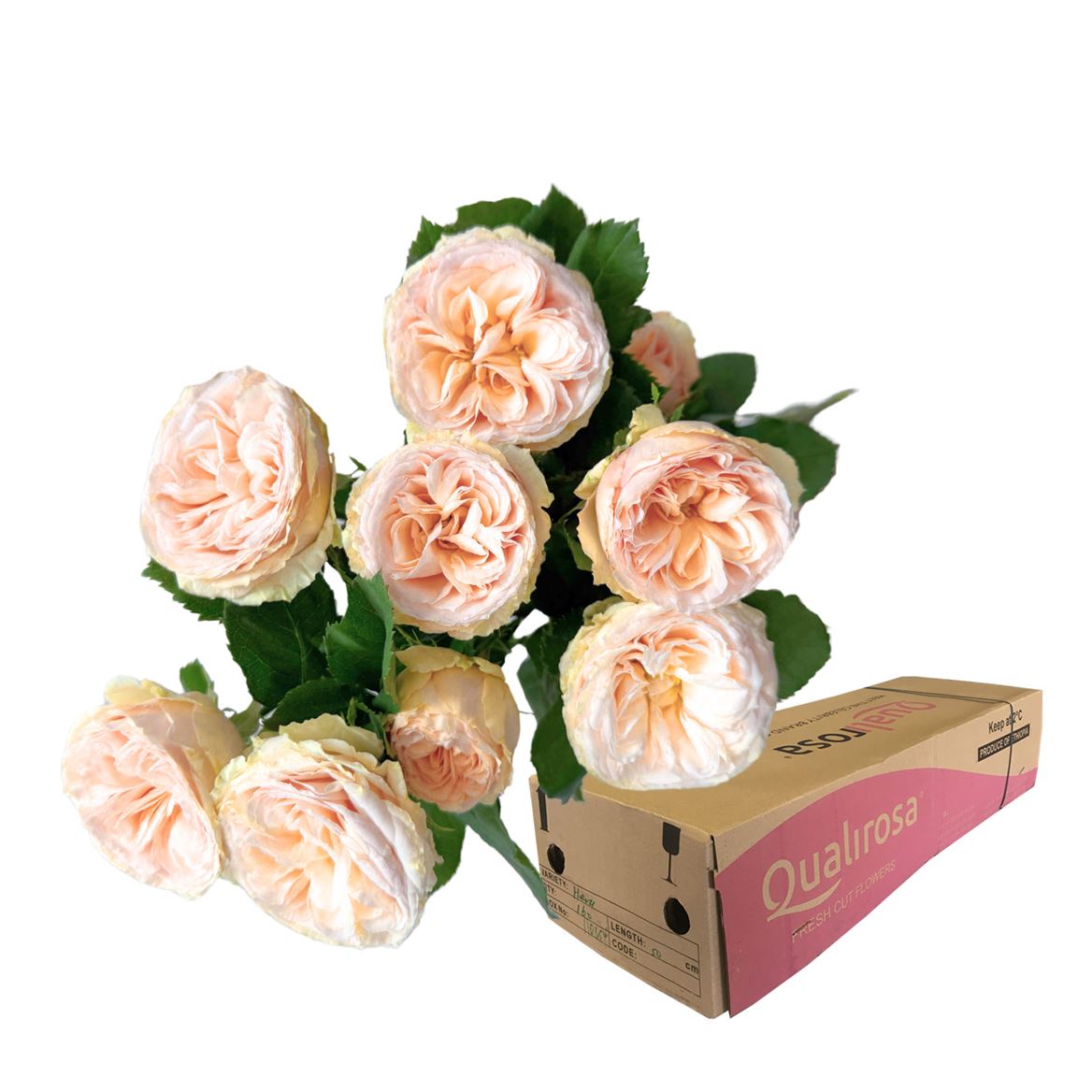 Срезанные цветы оптом Rosa spray gentle trendsetter от 30шт. из Голландии с доставкой по России