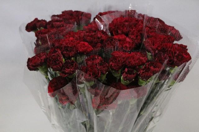 Срезанные цветы оптом Dianthus st lucy от 80шт из Голландии с доставкой по России