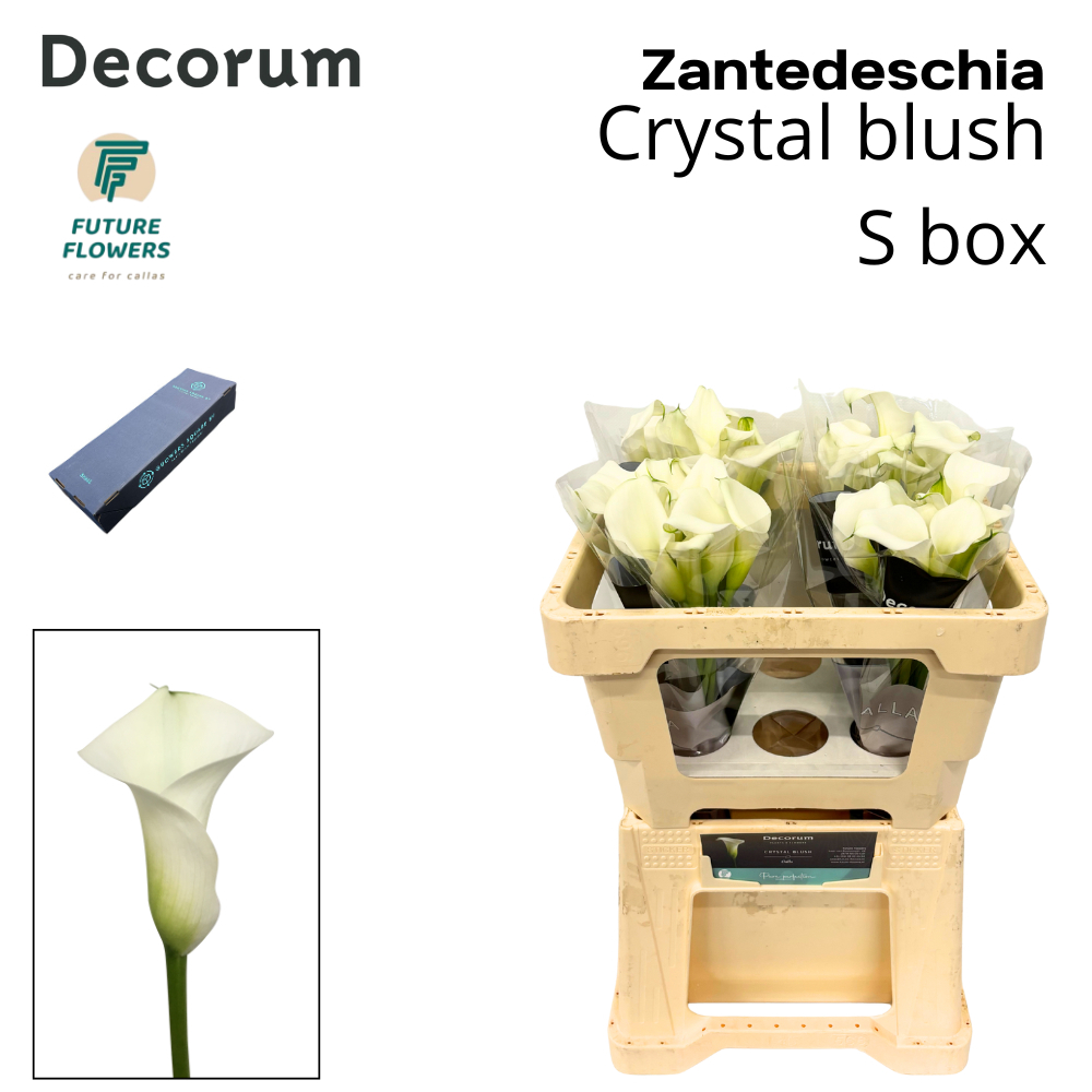 Срезанные цветы оптом Zantedeschia crystal blush от 20шт из Голландии с доставкой по России