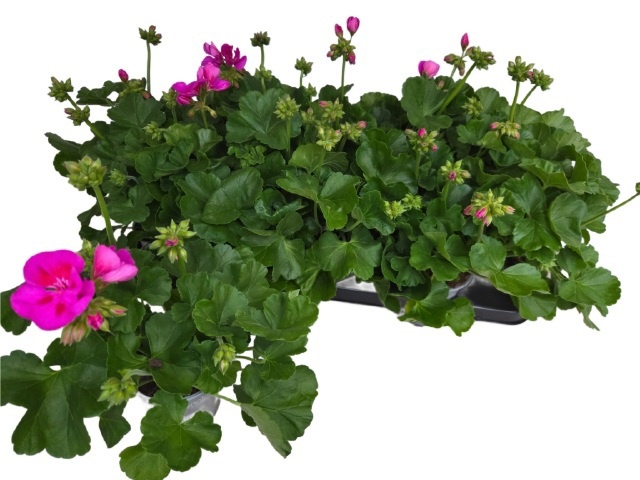 Горшечные цветы и растения оптом Pel Calliop Lav Spla от 12шт из Голландии с доставкой по России