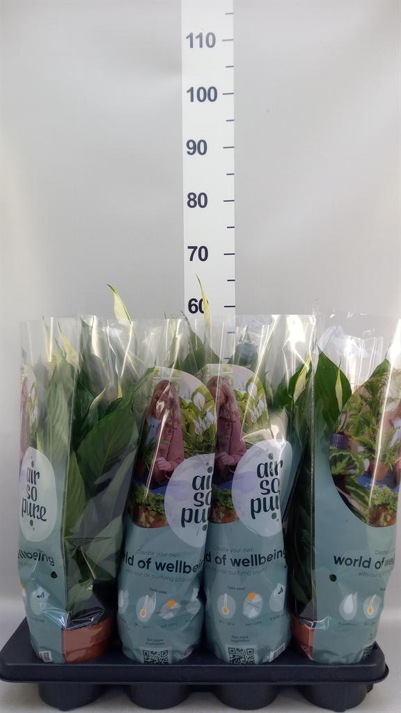 Горшечные цветы и растения оптом Spathiphyllum pico Cupido от 8шт из Голландии с доставкой по России
