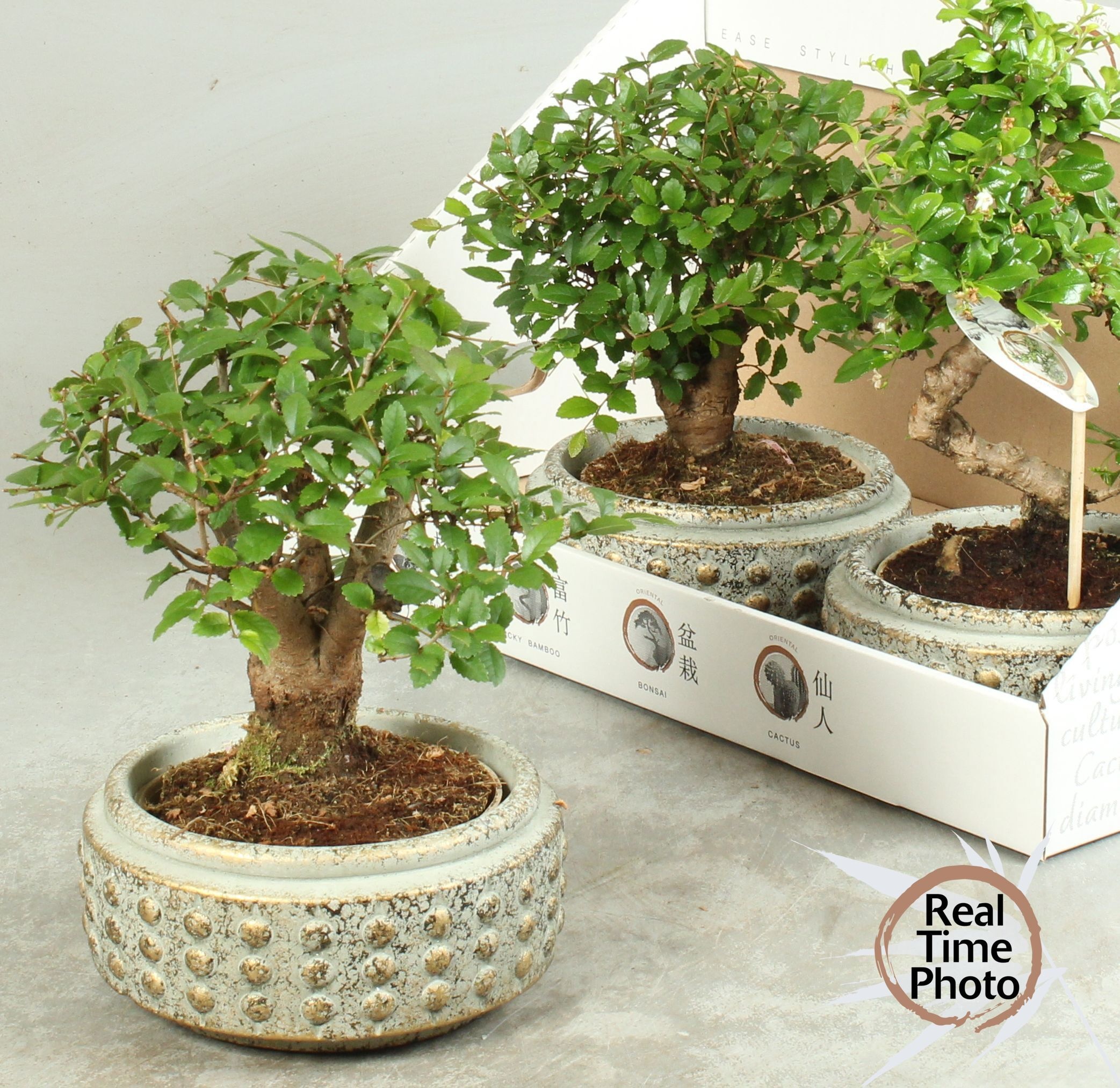 Горшечные цветы и растения оптом Bonsai Gem от 3шт из Голландии с доставкой по России