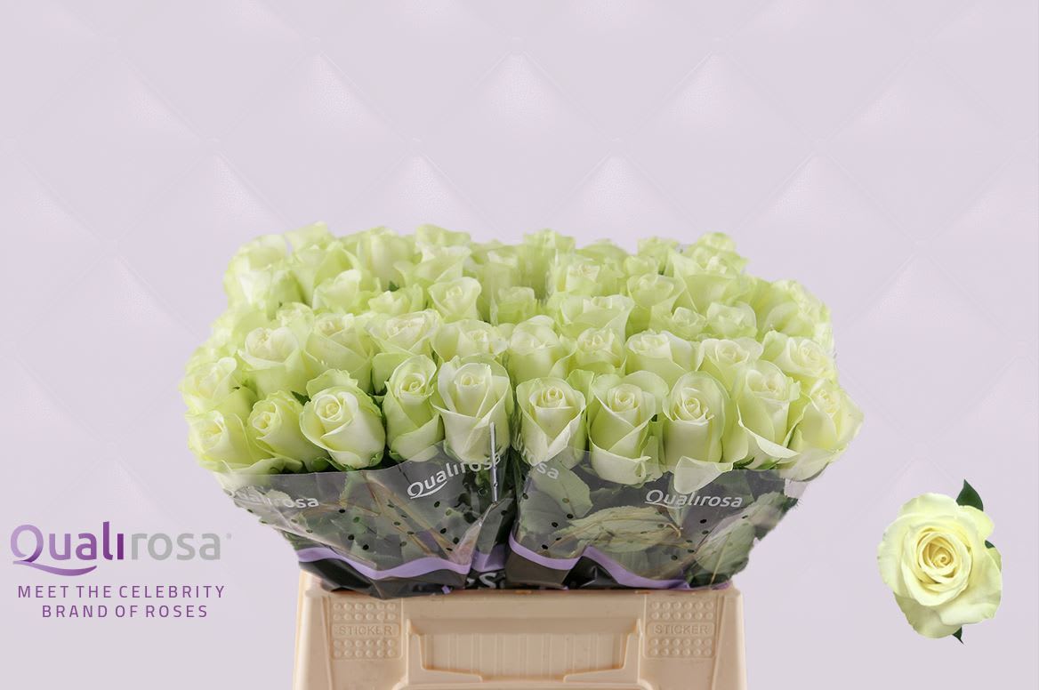 Срезанные цветы оптом Rosa large snowstorm+ от 60шт из Голландии с доставкой по России