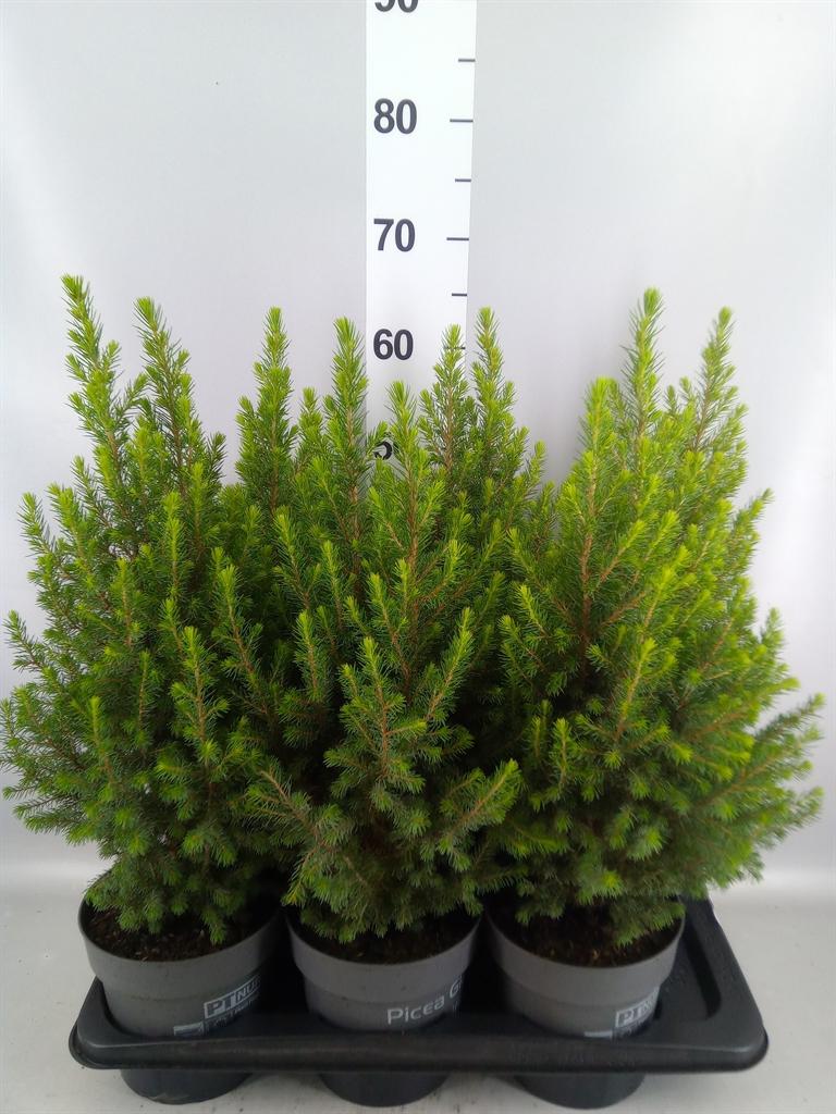 Горшечные цветы и растения оптом Picea Glauca magnifique от 6шт из Голландии с доставкой по России