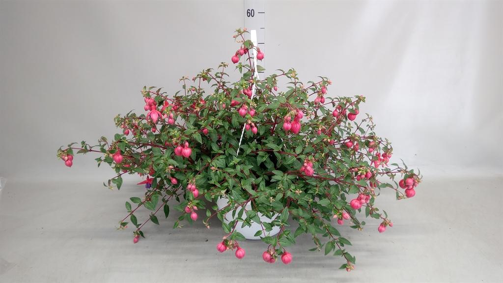 Горшечные цветы и растения оптом Fuchsia   ... от 1шт из Голландии с доставкой по России