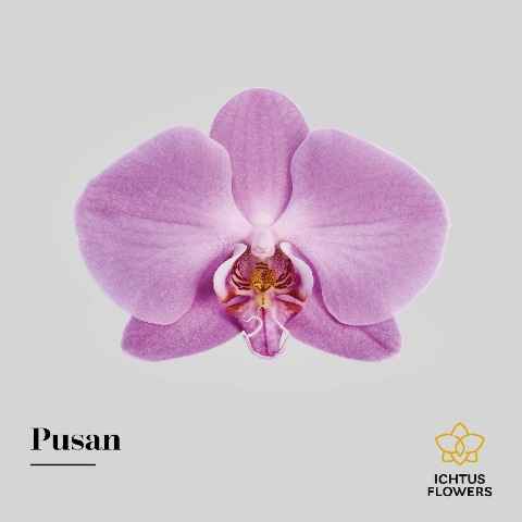 Срезанные цветы оптом Phalaenopsis anthura pusan (per flower) от 100шт из Голландии с доставкой по России
