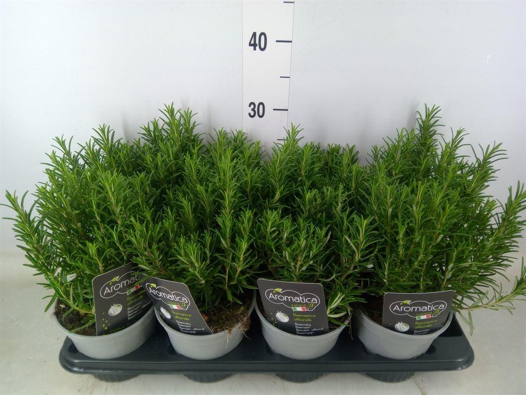 Горшечные цветы и растения оптом Rosmarinus Officinalis   ... от 8шт из Голландии с доставкой по России