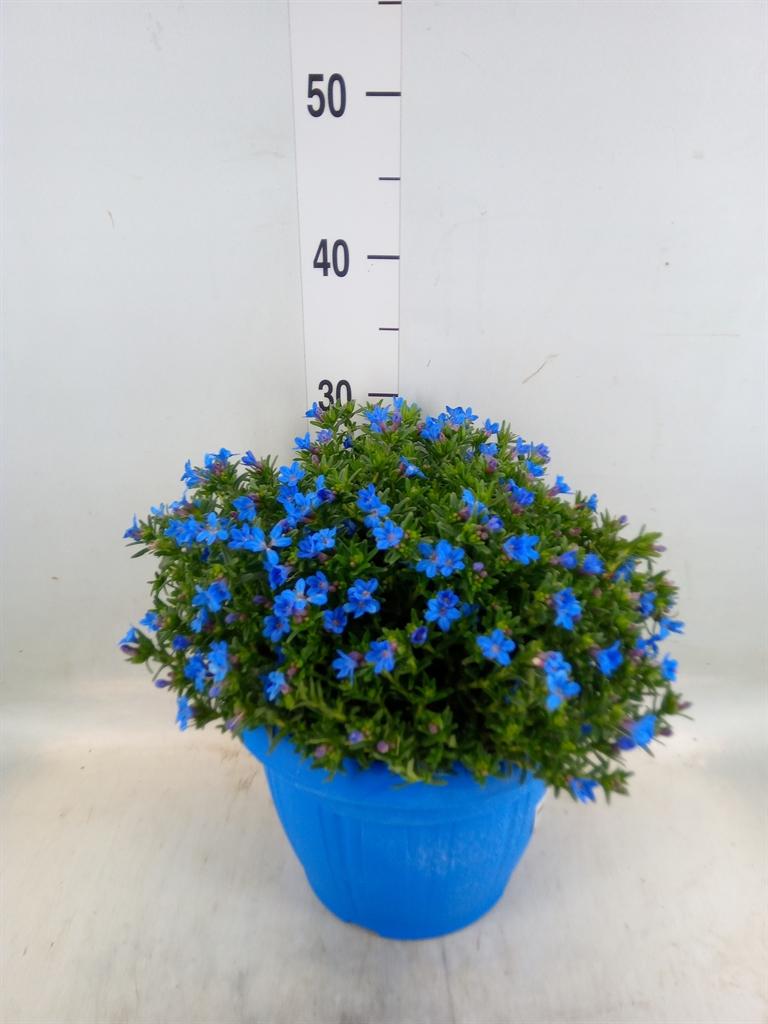 Горшечные цветы и растения оптом Glandora Diffusa от 1шт из Голландии с доставкой по России