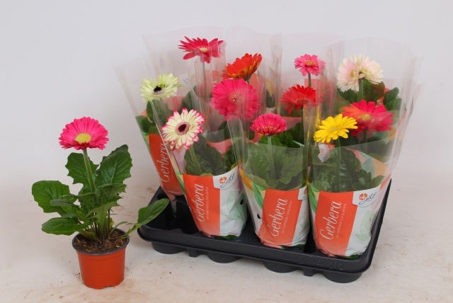 Горшечные цветы и растения оптом Ger Colourgame Gem от 12шт (для телеги) из Голландии с доставкой по России