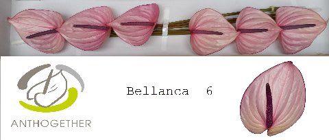 Срезанные цветы оптом Anthurium bellanca от 6шт из Голландии с доставкой по России