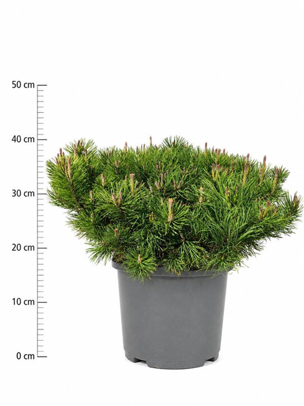 Горшечные цветы и растения оптом Pinus Mugo Pumilio A от 1шт из Голландии с доставкой по России