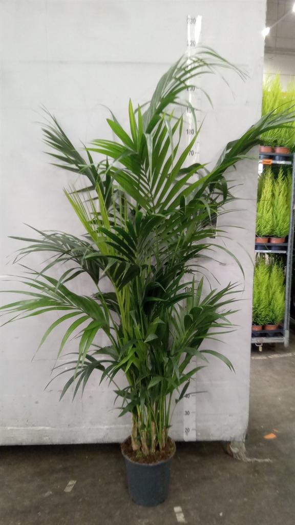 Горшечные цветы и растения оптом Howea Forsteriana от 1шт из Голландии с доставкой по России