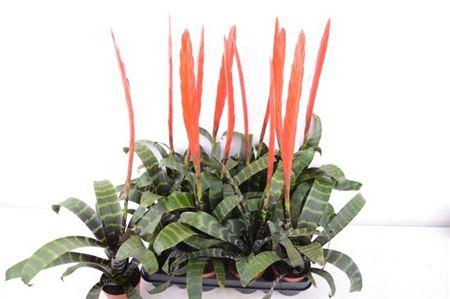 Горшечные цветы и растения оптом Vries Splenriet от 12шт (для телеги) из Голландии с доставкой по России