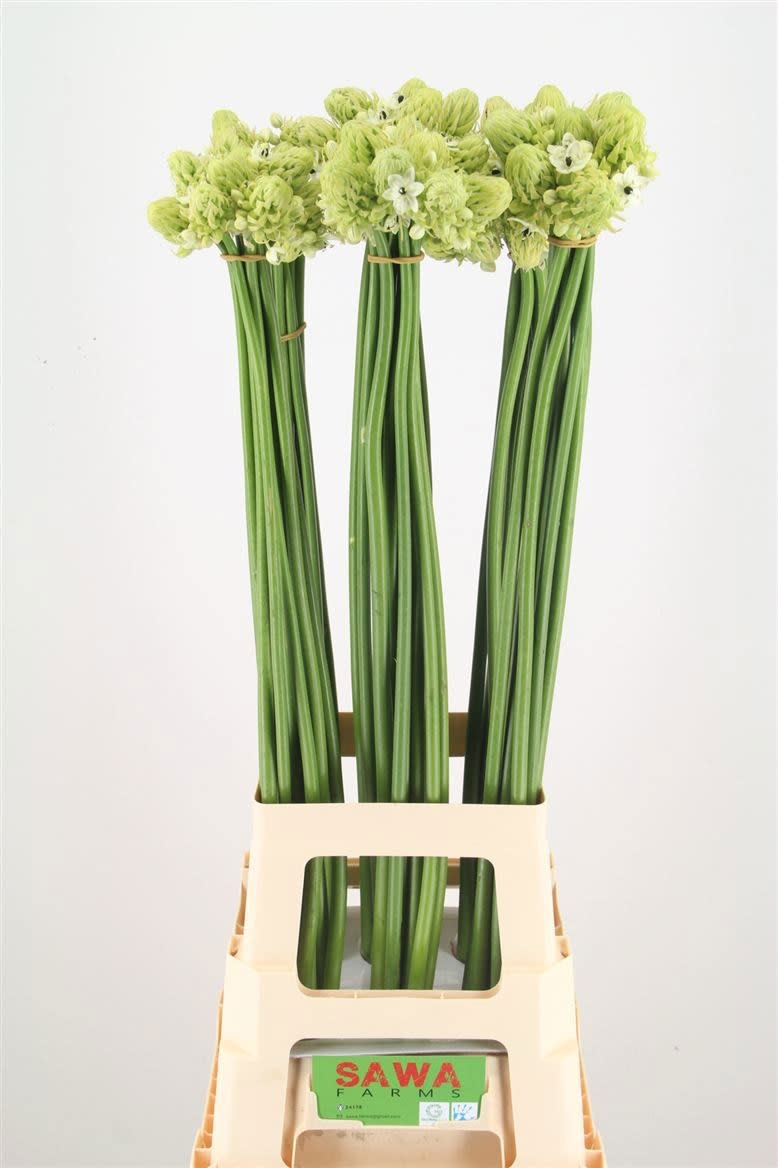 Срезанные цветы оптом Ornithogalum saundersiae от 60шт. из Голландии с доставкой по России