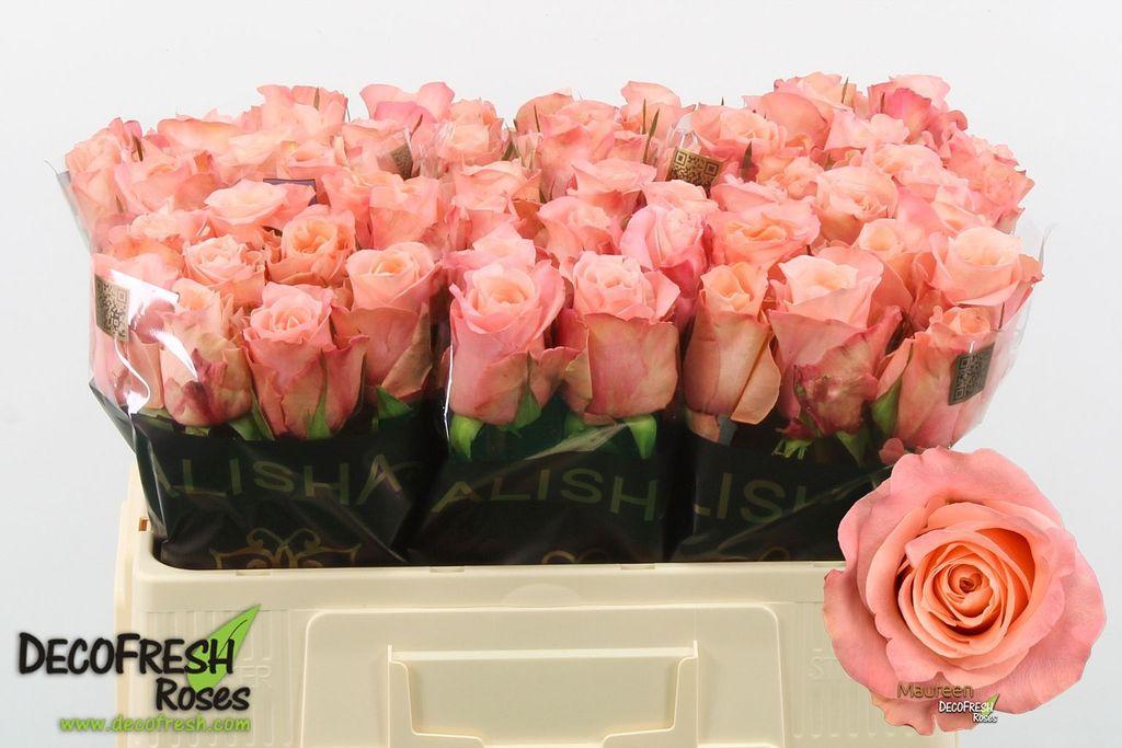 Срезанные цветы оптом Rosa large maureen от 60шт из Голландии с доставкой по России