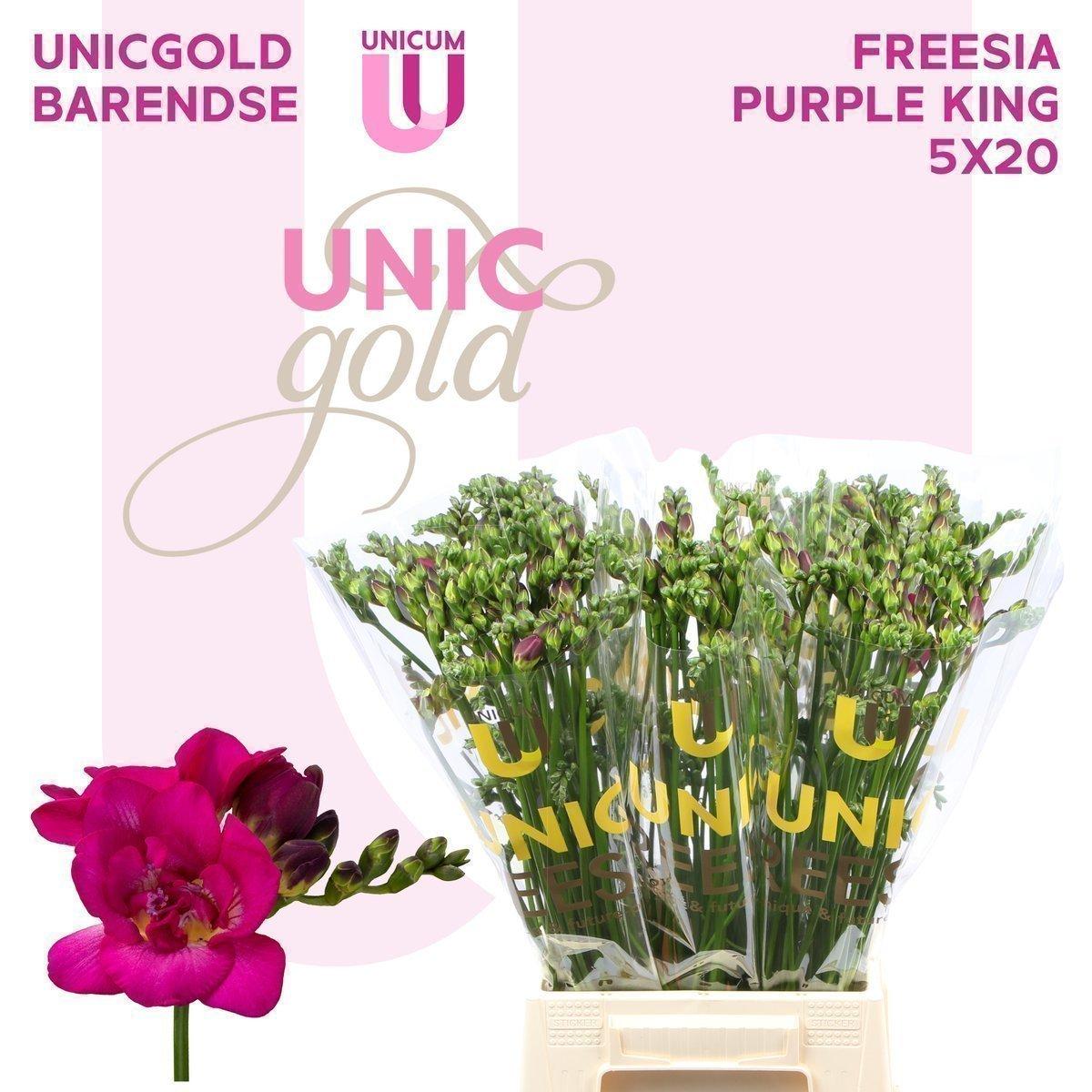 Срезанные цветы оптом Freesia do purple king от 100шт из Голландии с доставкой по России