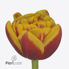 Срезанные цветы оптом Tulipa do shell от 50шт из Голландии с доставкой по России