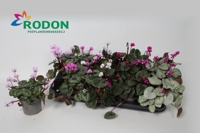 Горшечные цветы и растения оптом Cycl Coum от 10шт (для телеги) из Голландии с доставкой по России