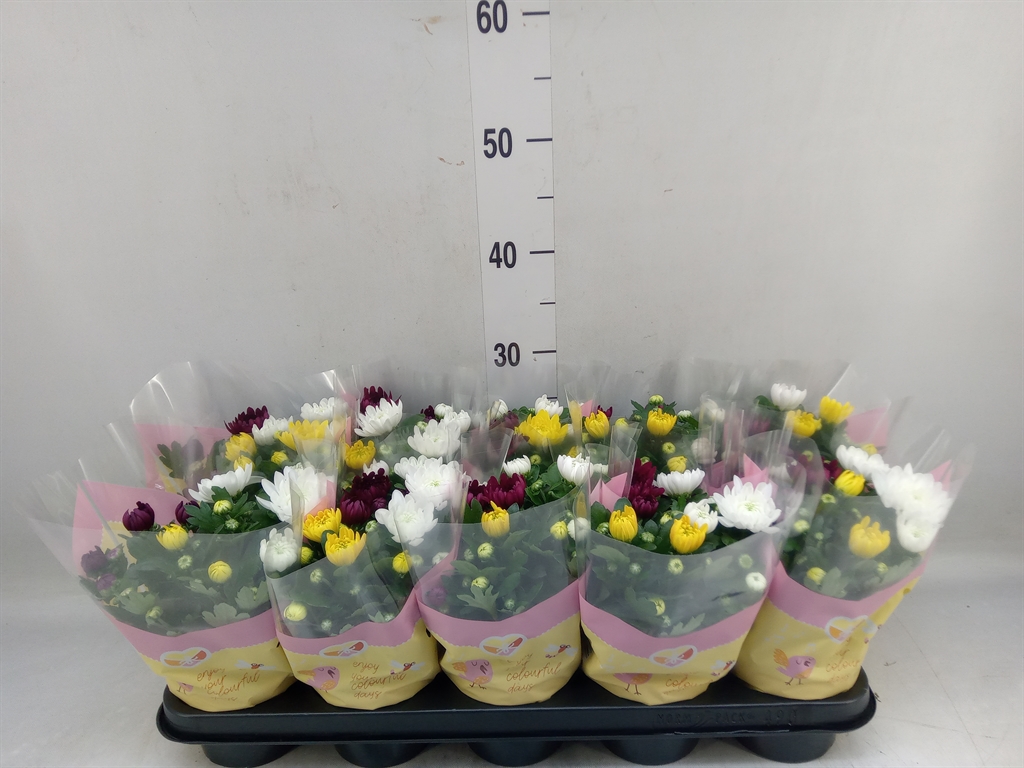 Горшечные цветы и растения оптом Chrysanthemum   ..mix/pot от 10шт из Голландии с доставкой по России