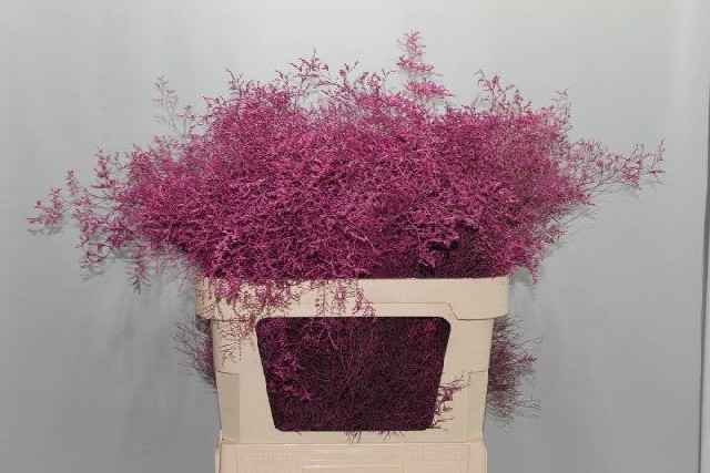 Срезанные цветы оптом Limonium paint cerise от 25шт из Голландии с доставкой по России