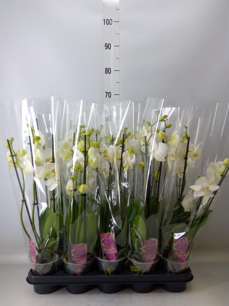 Горшечные цветы и растения оптом Phalaenopsis   ...white от 10шт из Голландии с доставкой по России