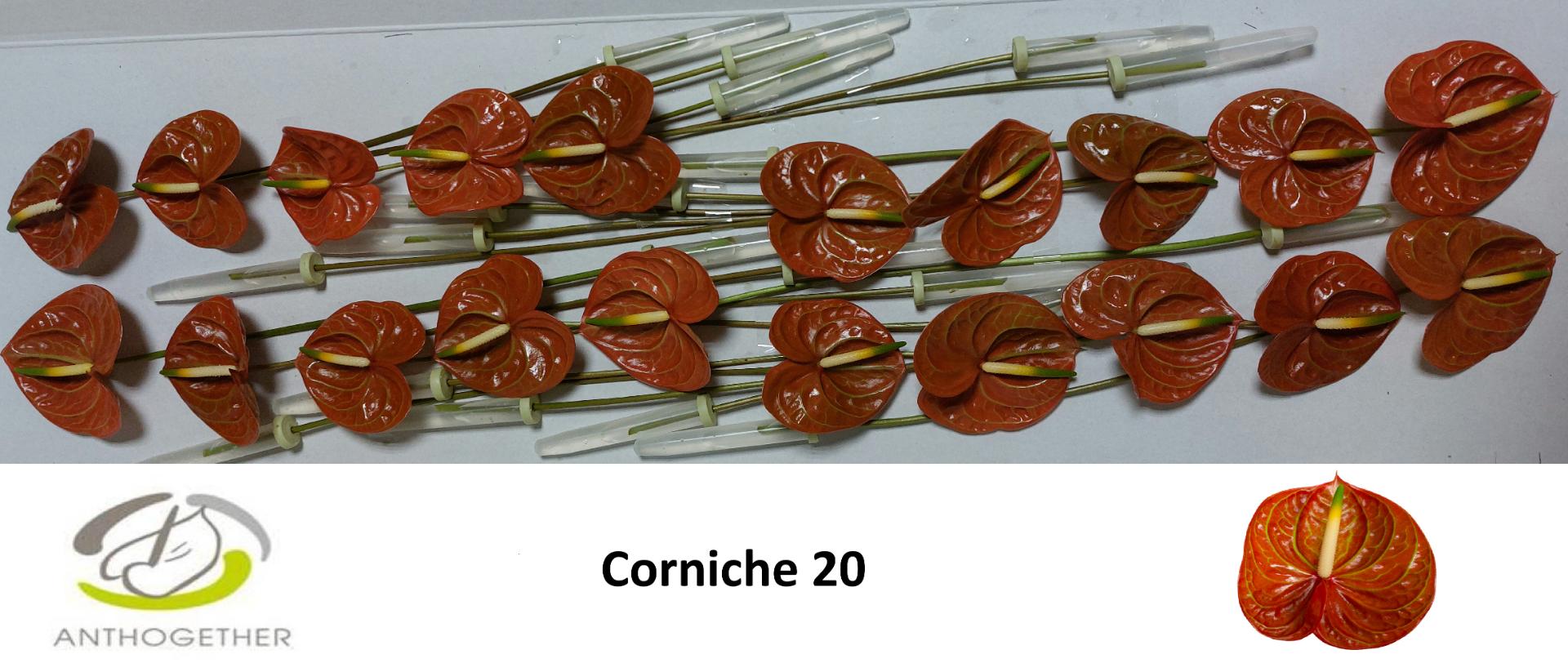 Срезанные цветы оптом Anthurium corniche от 20шт из Голландии с доставкой по России