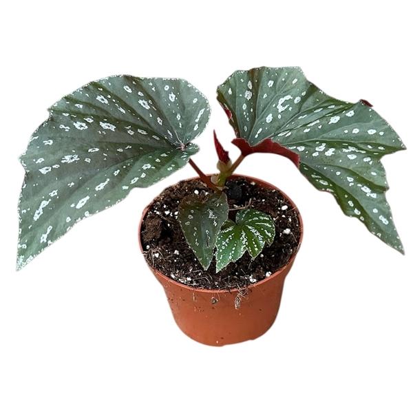 Горшечные цветы и растения оптом Begonia Aiai от 1шт (для телеги) из Голландии с доставкой по России