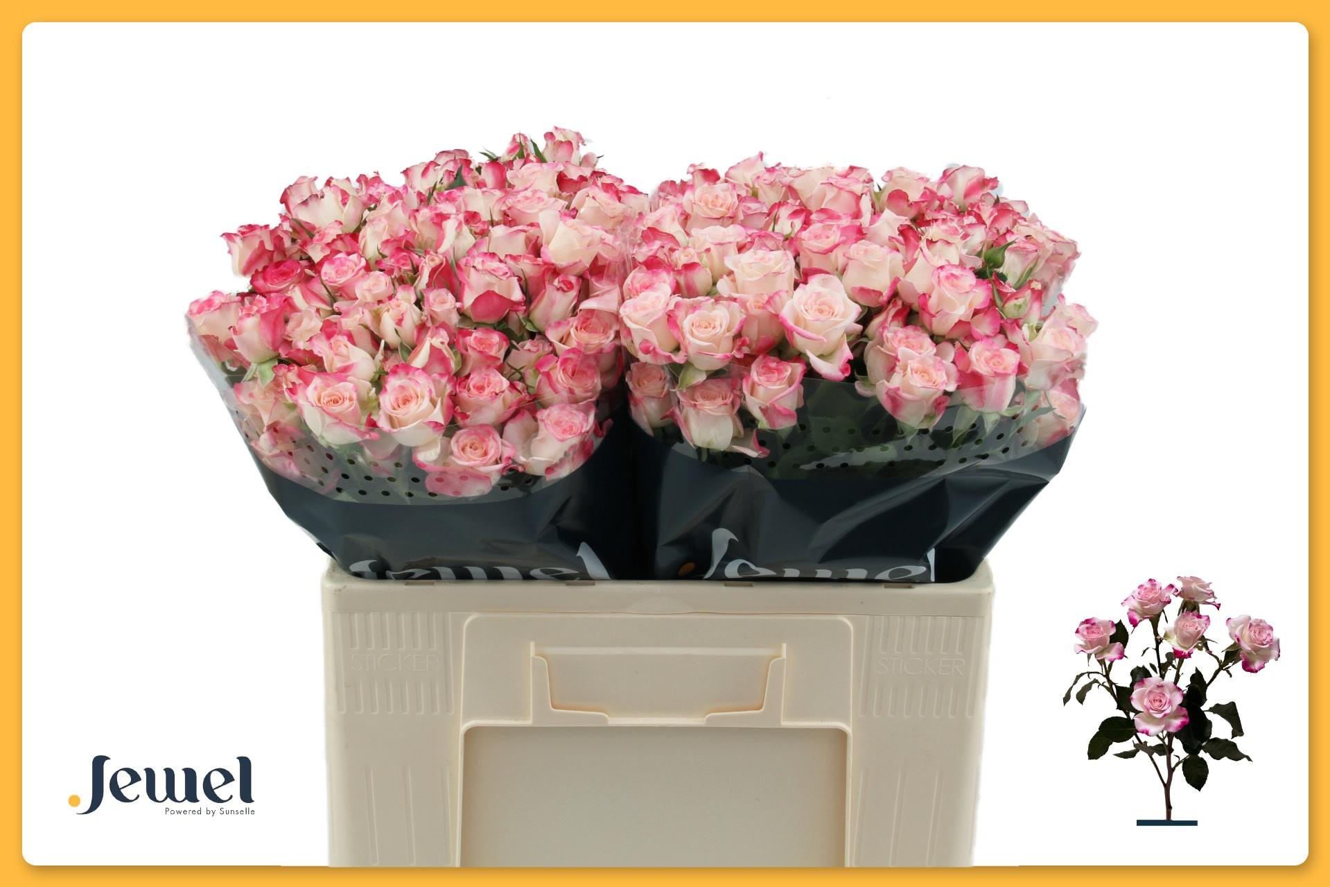 Срезанные цветы оптом Rosa spray reflex от 60шт из Голландии с доставкой по России