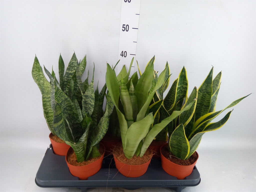 Горшечные цветы и растения оптом Sansevieria Trifa.   ... от 6шт из Голландии с доставкой по России