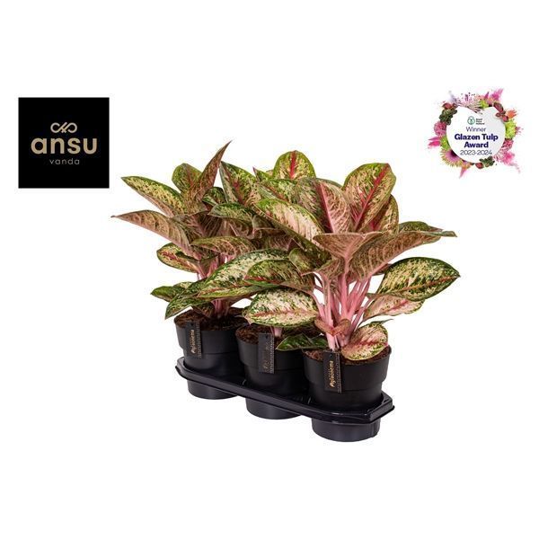 Горшечные цветы и растения оптом Aglaonema Painted Celebration Mut от 3шт из Голландии с доставкой по России