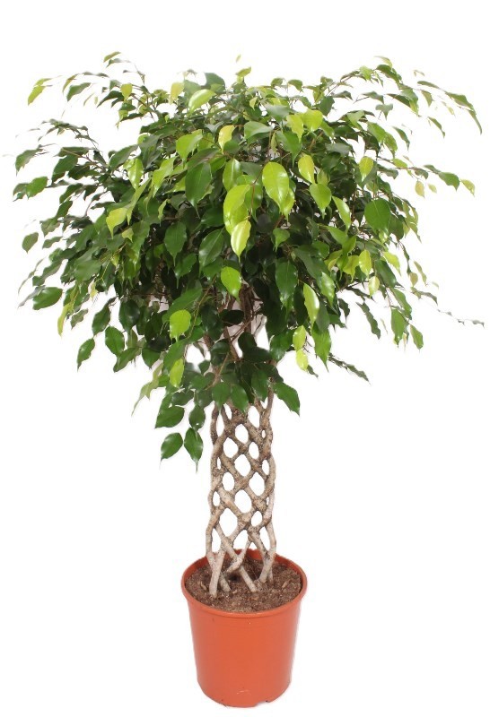 Горшечные цветы и растения оптом Ficus Be Exotica Mat от 1шт из Голландии с доставкой по России