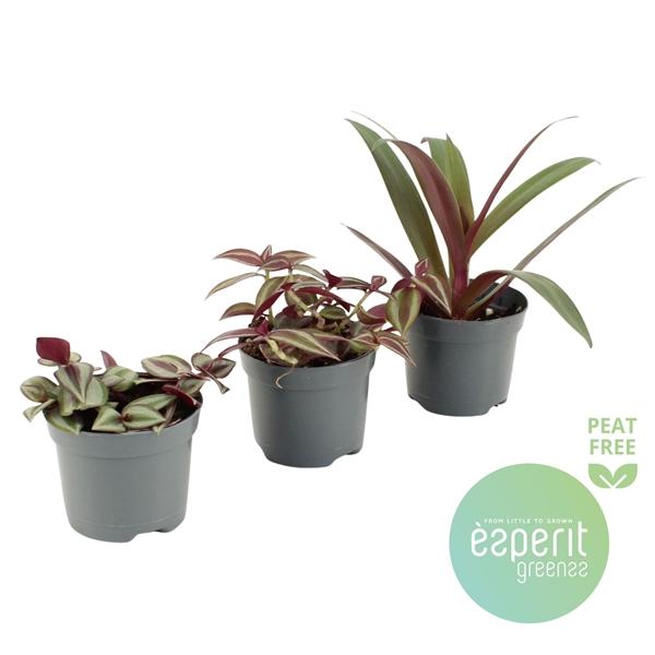 Горшечные цветы и растения оптом Tradescantia Mix 3-4 Srt от 21шт (для телеги) из Голландии с доставкой по России