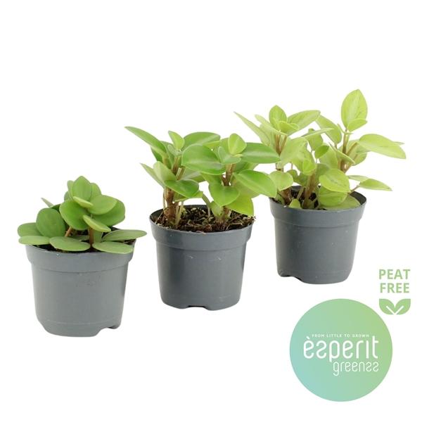 Горшечные цветы и растения оптом Peperomia Mix от 21шт (для телеги) из Голландии с доставкой по России