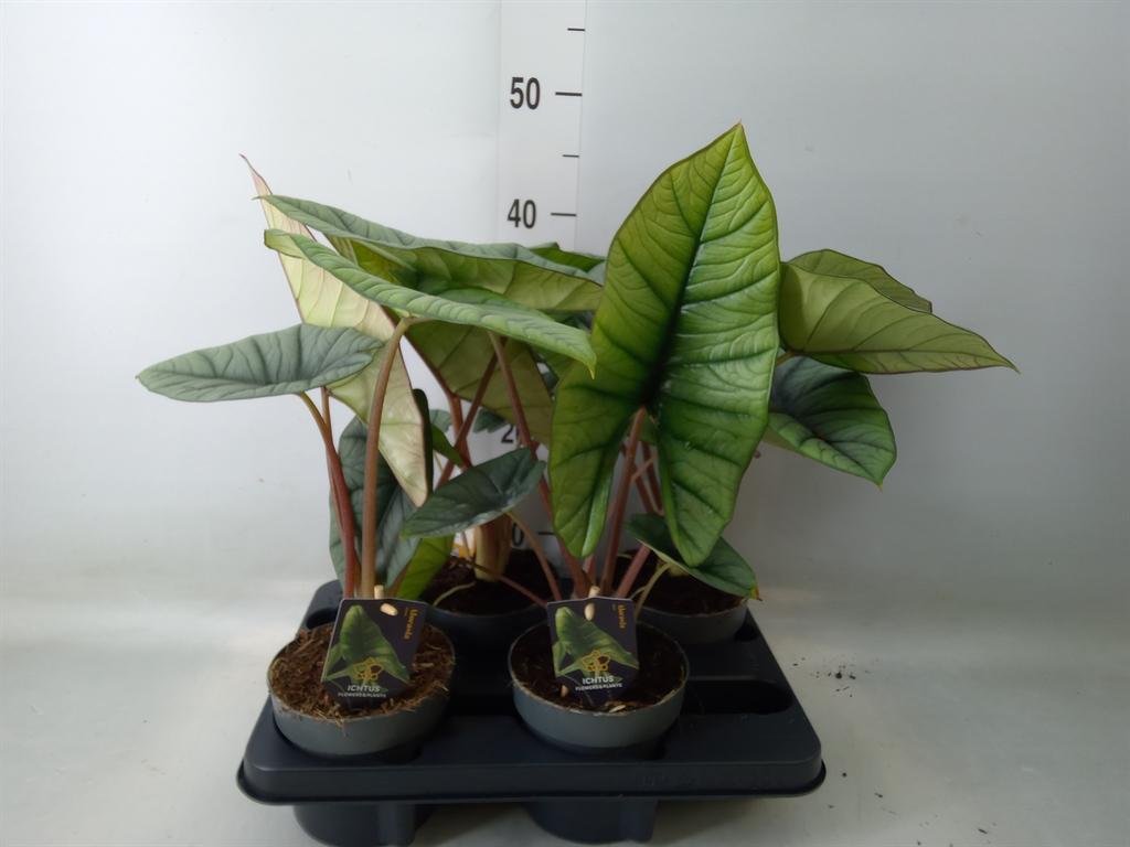 Горшечные цветы и растения оптом Alocasia   ... от 4шт (для телеги) из Голландии с доставкой по России