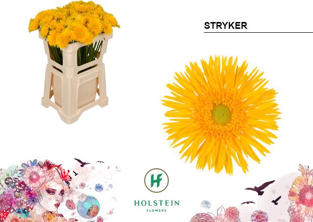 Срезанные цветы оптом Germini gerspider stryker от 80шт из Голландии с доставкой по России