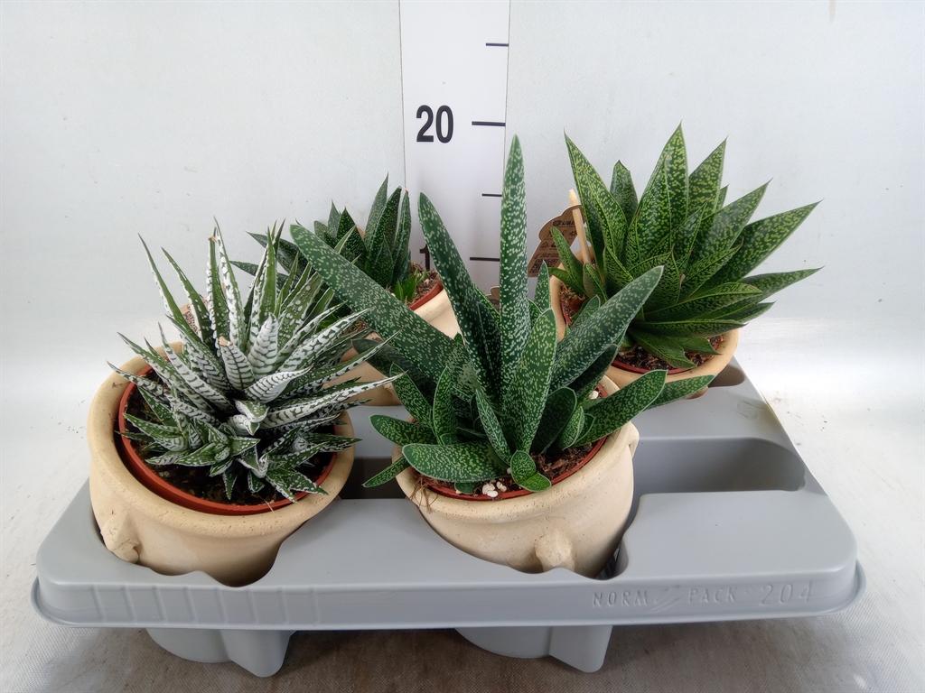 Горшечные цветы и растения оптом Aloe   ...mix от 4шт из Голландии с доставкой по России