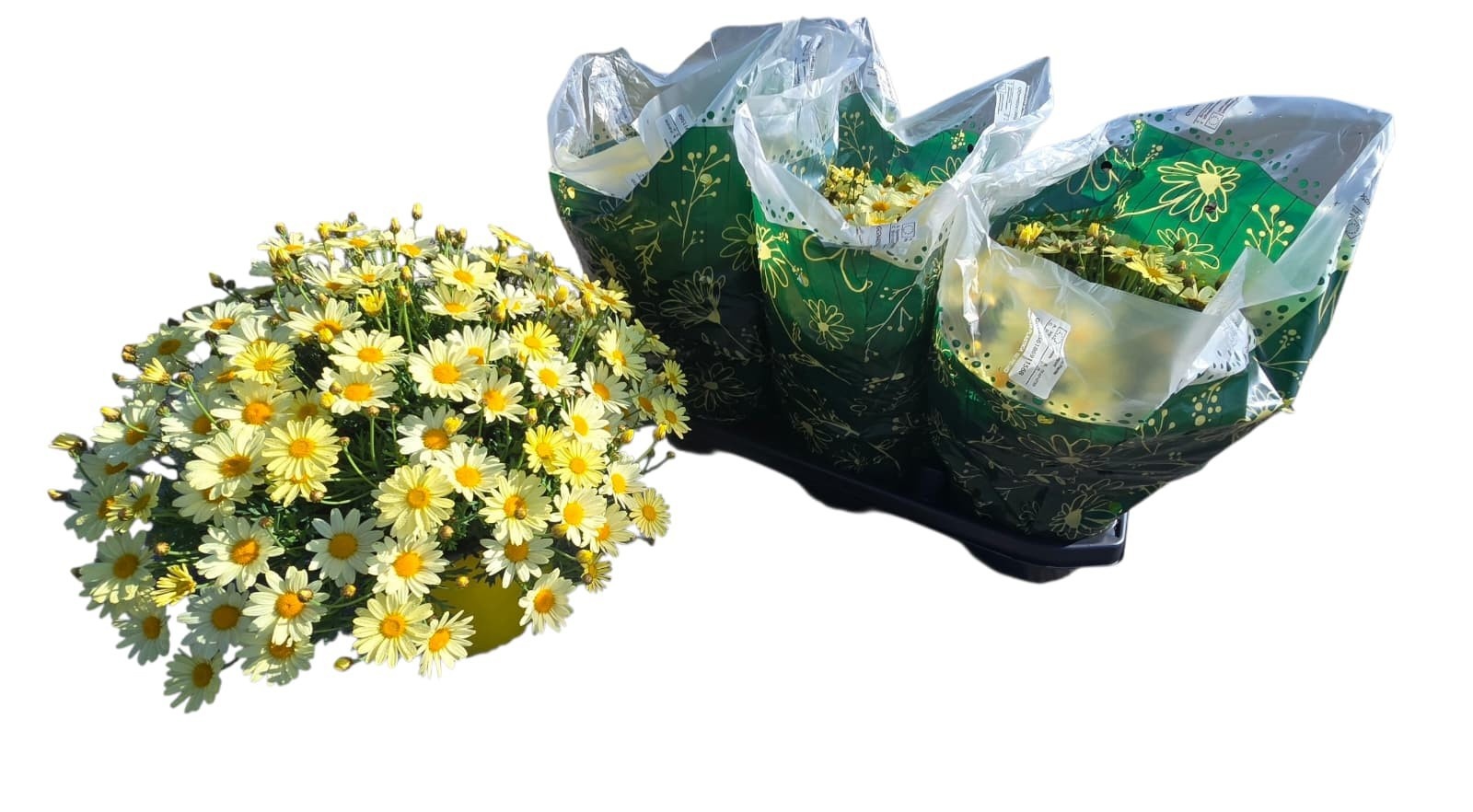 Горшечные цветы и растения оптом Arg Giada от 3шт из Голландии с доставкой по России