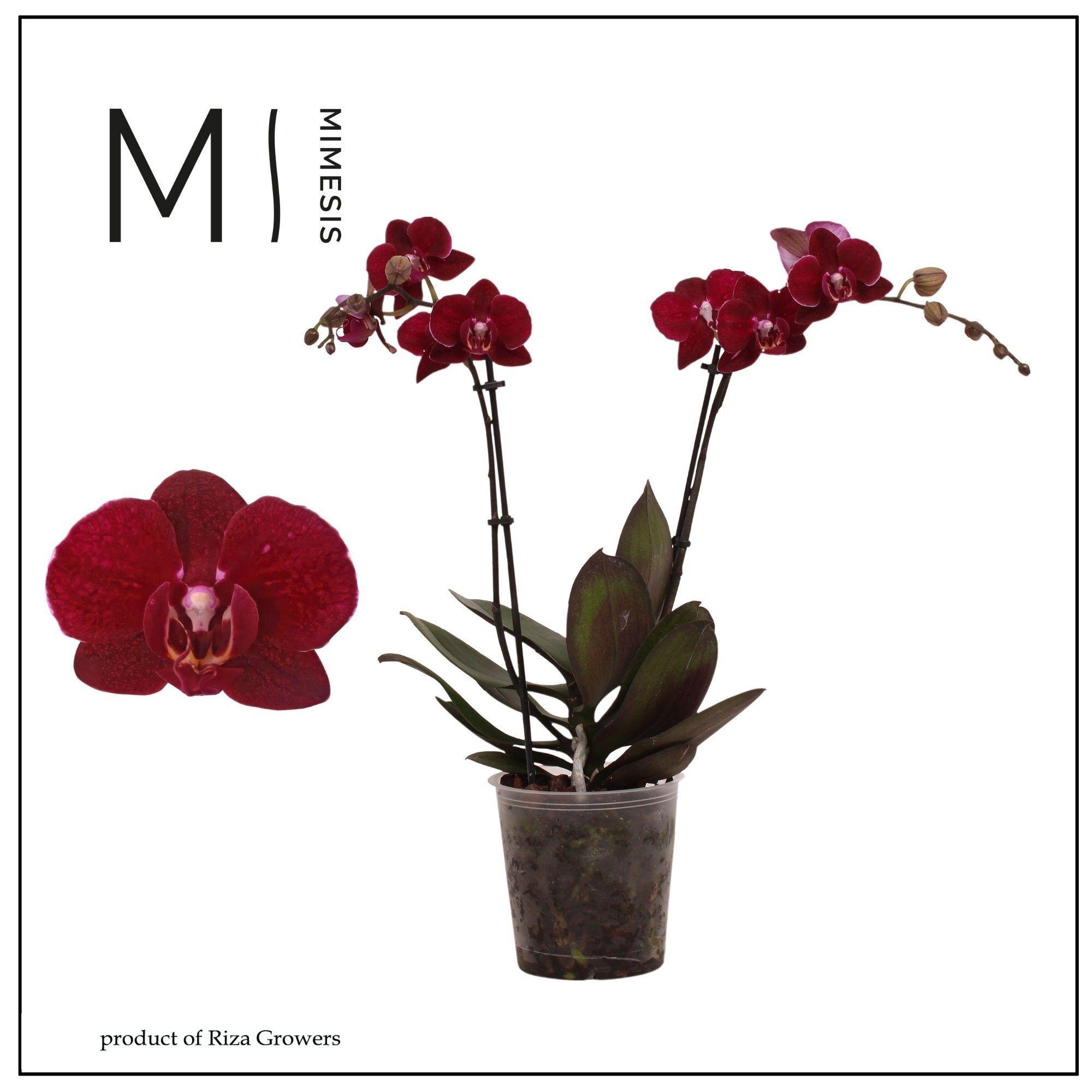 Горшечные цветы и растения оптом Phal 2st Cartagena 22+ (orchid Growers) от 8шт из Голландии с доставкой по России