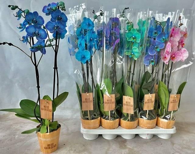 Горшечные цветы и растения оптом Phal Ov от 10шт' из Голландии с доставкой по России