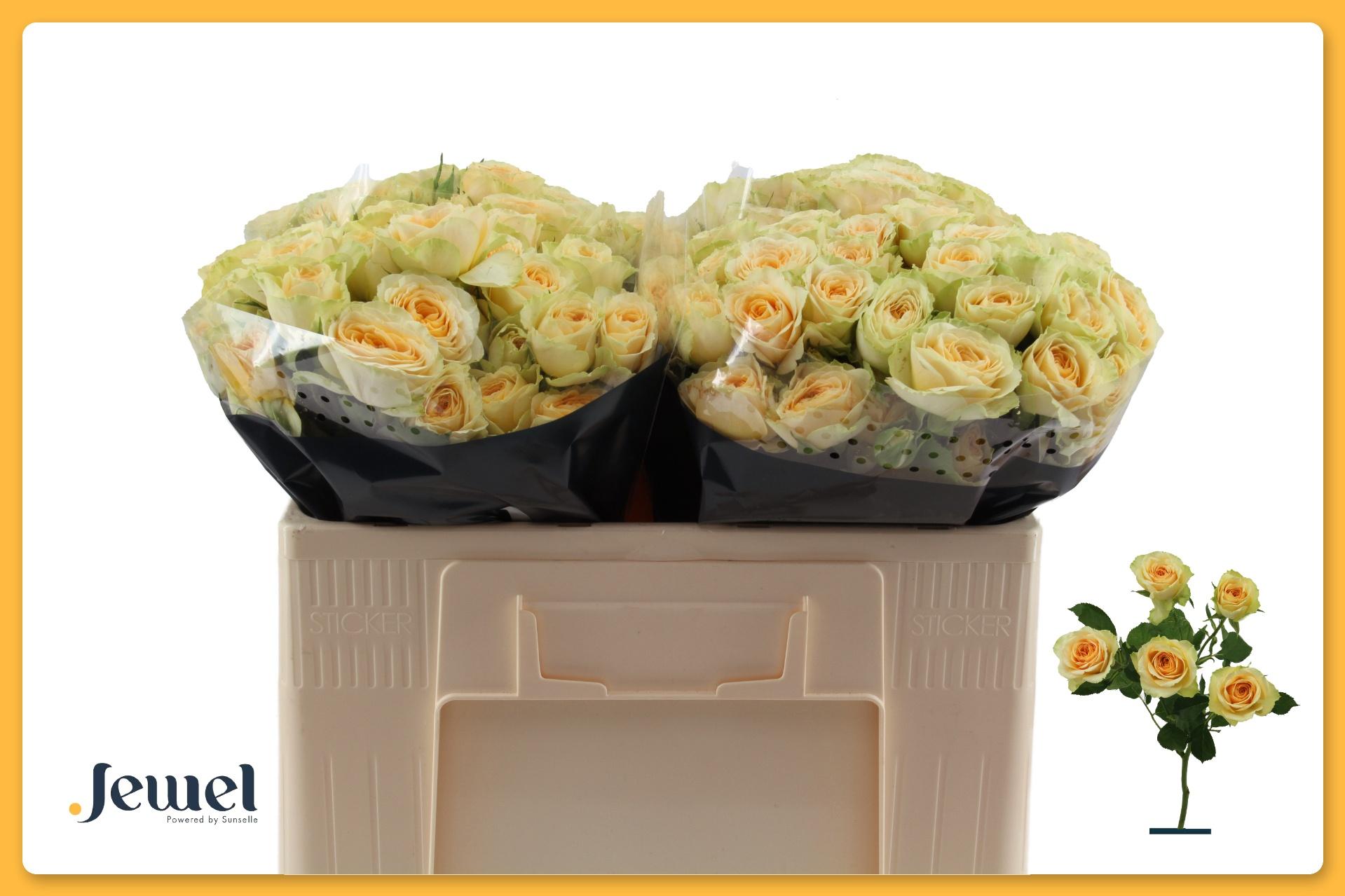 Срезанные цветы оптом Rosa spray bandolero от 30шт из Голландии с доставкой по России