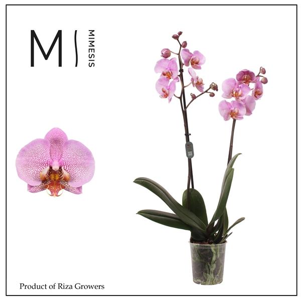 Горшечные цветы и растения оптом Phalaenopsis Formation 2 Spike - 12cm | Mimesis от 10шт из Голландии с доставкой по России