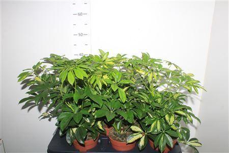 Горшечные цветы и растения оптом Schef Ar Gerda от 6шт из Голландии с доставкой по России