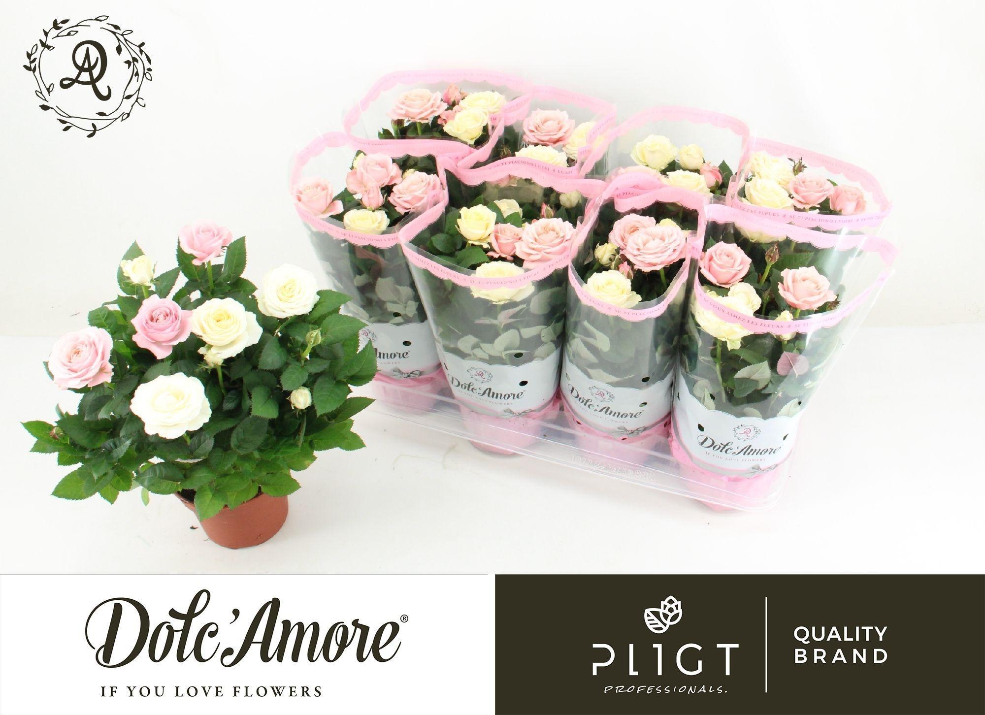 Горшечные цветы и растения оптом Rosa Infinity Mix от 8шт из Голландии с доставкой по России