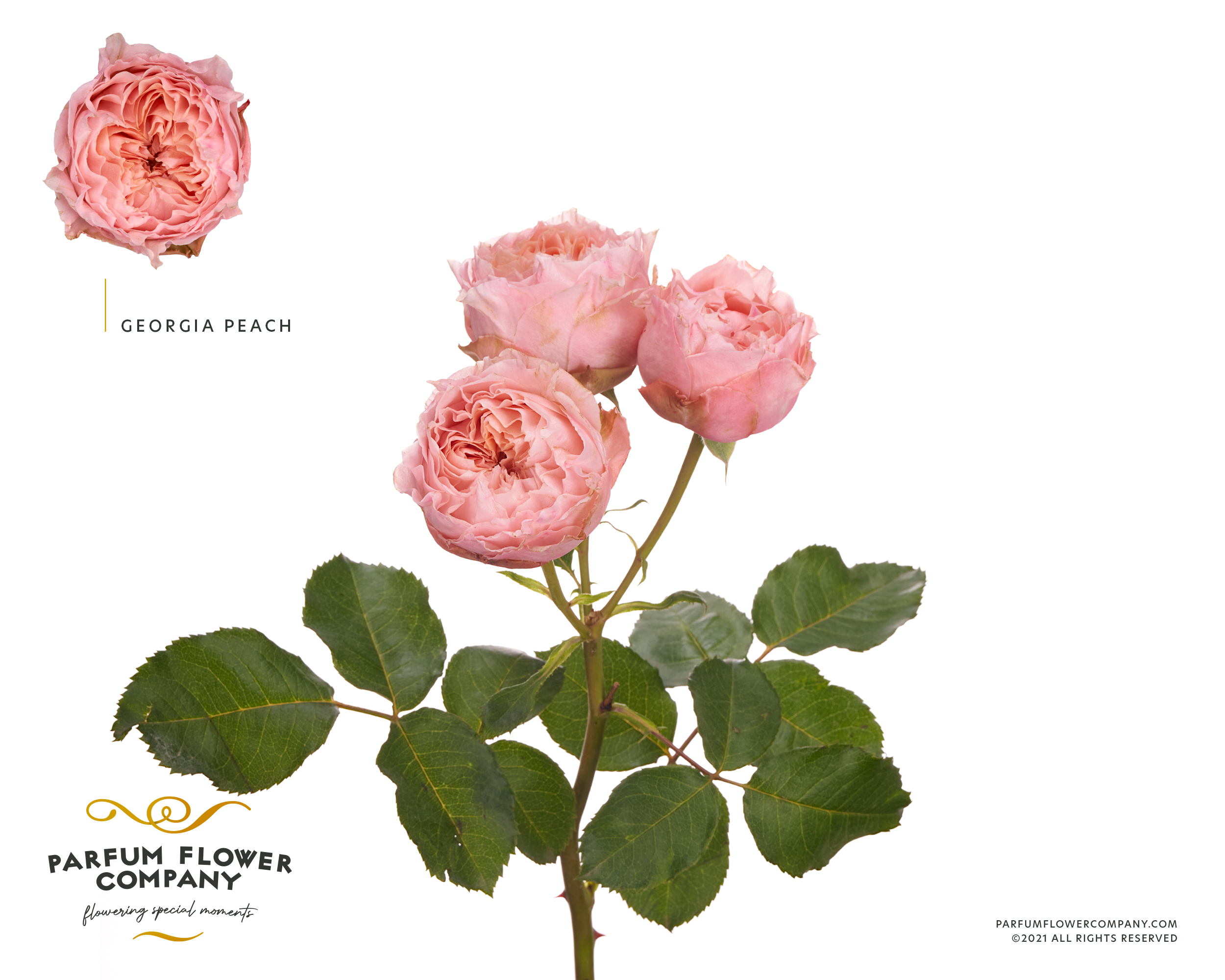 Срезанные цветы оптом Rosa spray garden georgia peach от 12шт из Голландии с доставкой по России