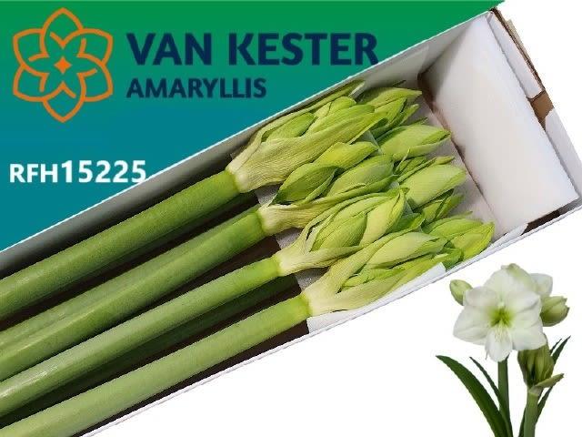 Срезанные цветы оптом Hippeastrum white sensation от 8шт из Голландии с доставкой по России
